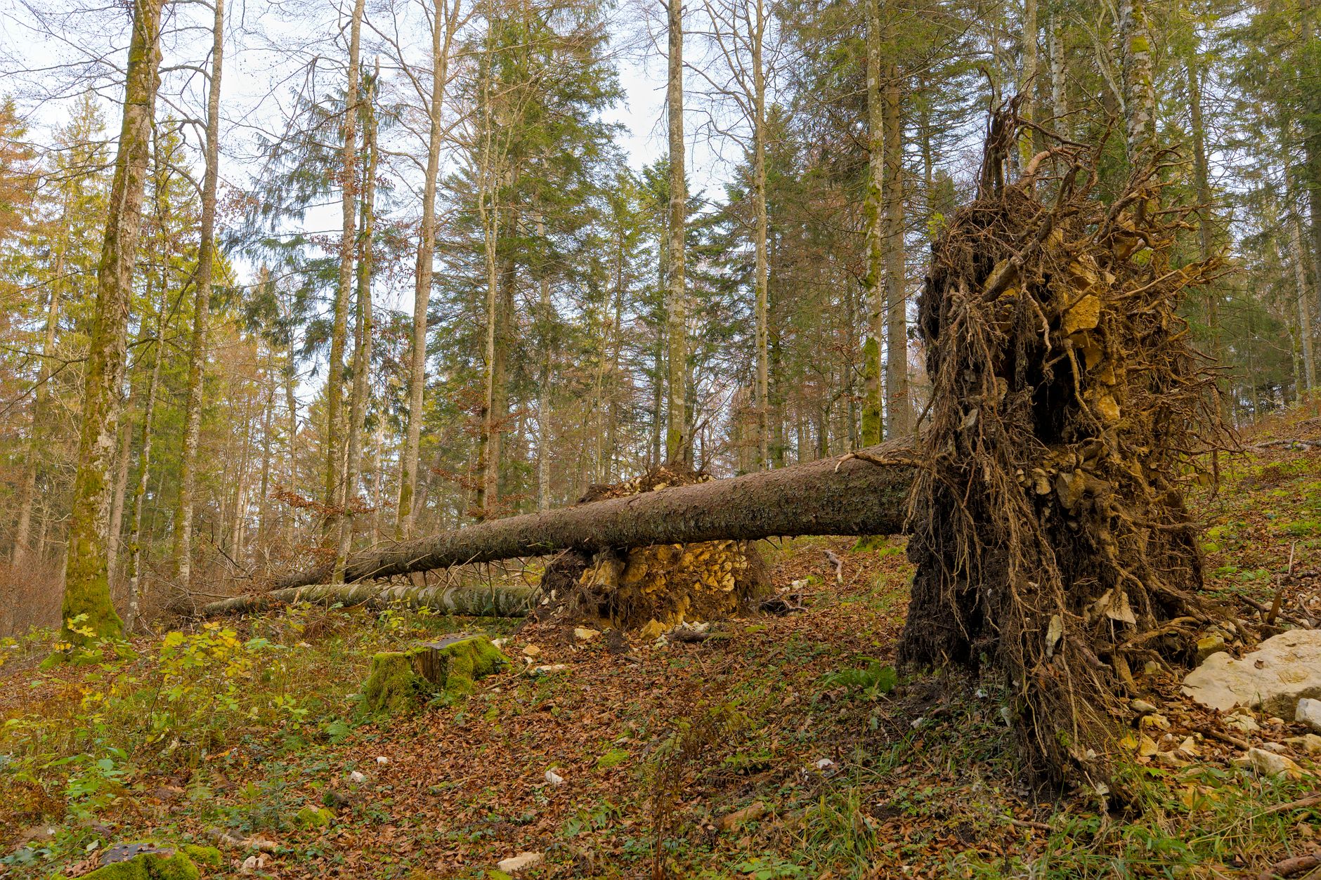 Enlèvement arbre urgence équipe à Blois